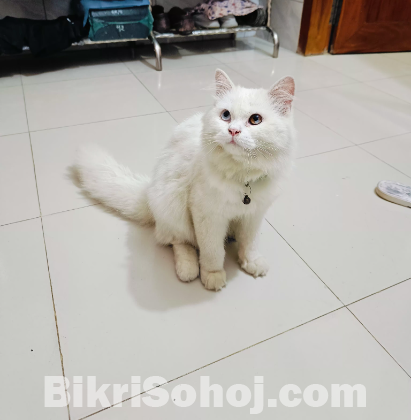 Persian cat